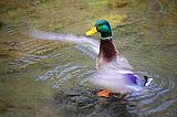 Flapping Duck_18130